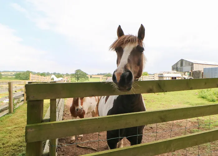 Cornfield Northallerton